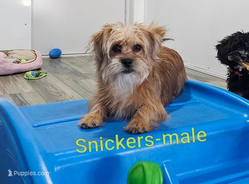Snickers – Shorkie puppy for sale in Rock Valley, IA