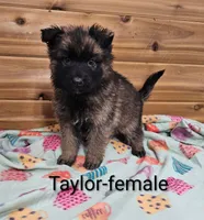 Taylor, a female German Shepherd Dog for sale in Rock Valley, IA – Photo 4 of 5