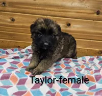Taylor, a female German Shepherd Dog for sale in Rock Valley, IA – Photo 5 of 5