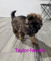 Taylor, a female German Shepherd Dog for sale in Rock Valley, IA – Photo 3 of 5