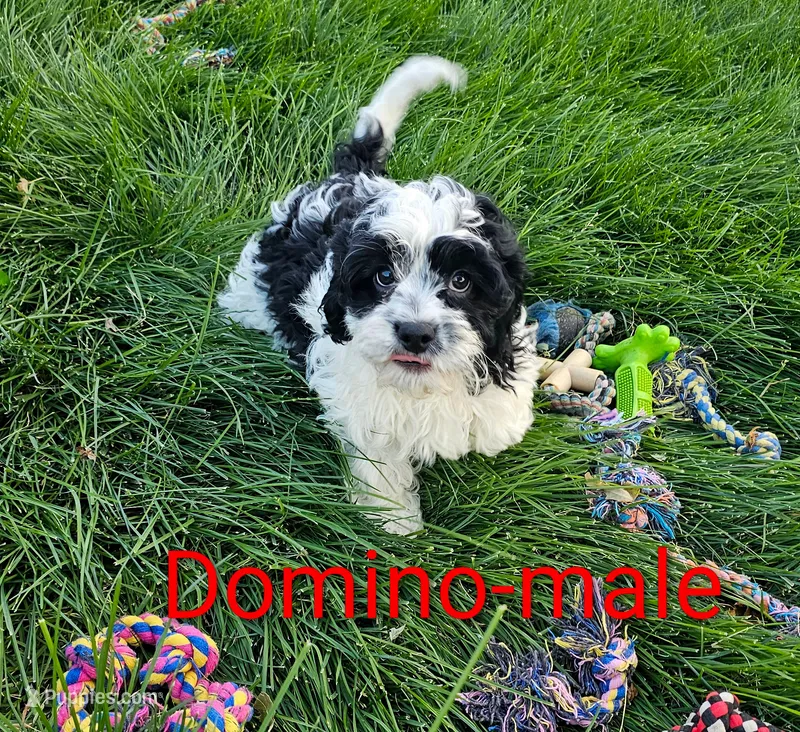 Domino – Cavapoo puppy for sale in Rock Valley, IA