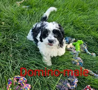 Domino, a male Cavapoo for sale in Rock Valley, IA – 1 of 4