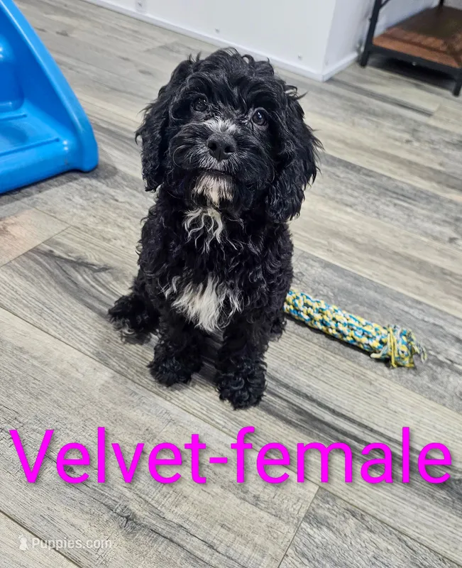 Velvet – Cavapoo puppy for sale in Rock Valley, IA