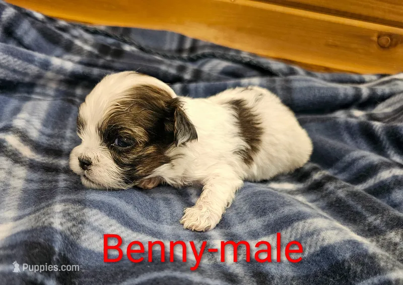 Benny – Shihpoo puppy for sale in Rock Valley, IA
