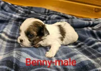 Benny, a male Shihpoo for sale in Rock Valley, IA – 1 of 1