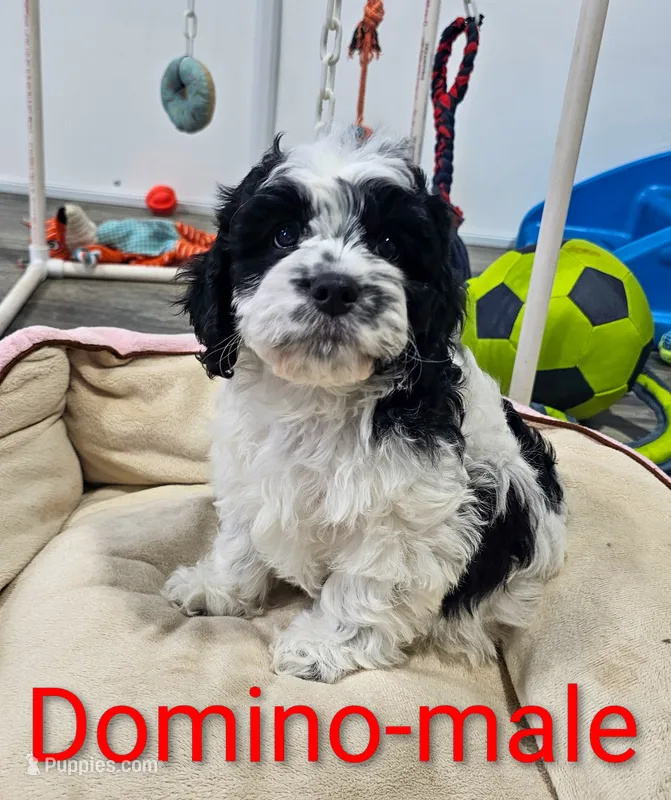 Domino – Cavapoo puppy for sale in Rock Valley, IA