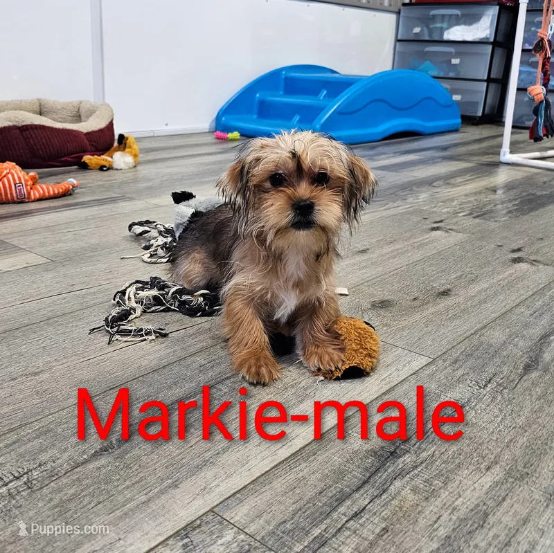 Markie – Shorkie puppy for sale in Rock Valley, IA