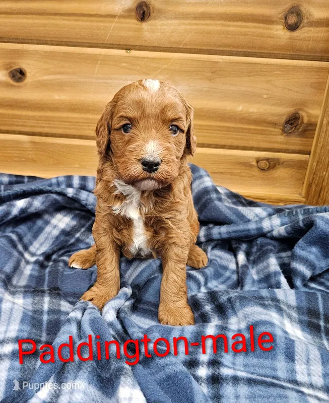 Paddington  – Miniature Goldendoodle puppy for sale in Rock Valley, IA