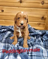 Paddington , a male Miniature Goldendoodle for sale in Rock Valley, IA – 1 of 2
