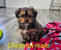 Chestnut, a male Shorkie for sale in Rock Valley, IA – 3 of 5