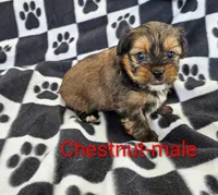 Chestnut, a male Shorkie for sale in Rock Valley, IA – 5 of 5