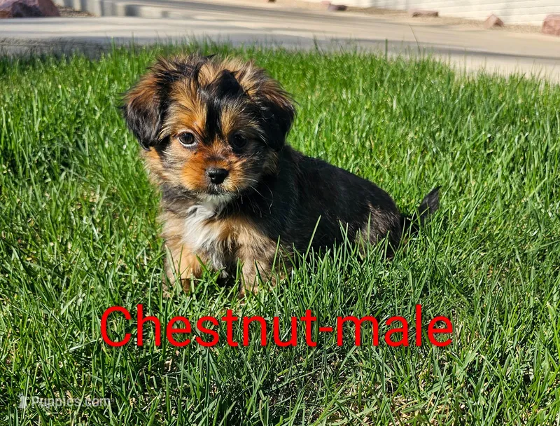 Chestnut – Shorkie puppy for sale in Rock Valley, IA