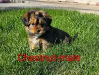 Chestnut, a male Shorkie for sale in Rock Valley, IA – 2 of 5
