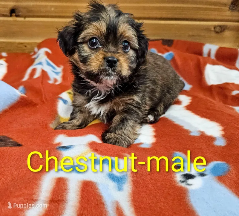 Chestnut – Shorkie puppy for sale in Rock Valley, IA