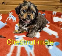 Chestnut, a male Shorkie for sale in Rock Valley, IA – 4 of 5