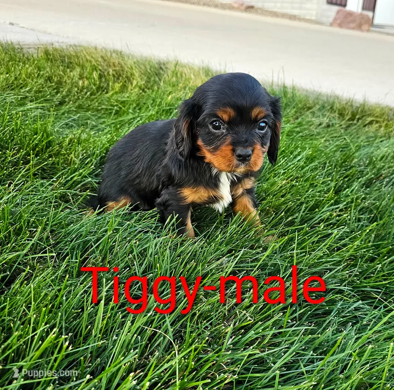 Tiggy – Cavalier King Charles Spaniel puppy for sale in Rock Valley, IA