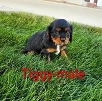 Tiggy, a male Cavalier King Charles Spaniel for sale in Rock Valley, IA – 3 of 5