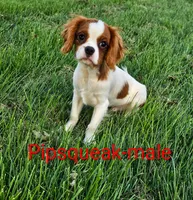 Pipsqueak, a male Cavalier King Charles Spaniel for sale in Rock Valley, IA – 1 of 7