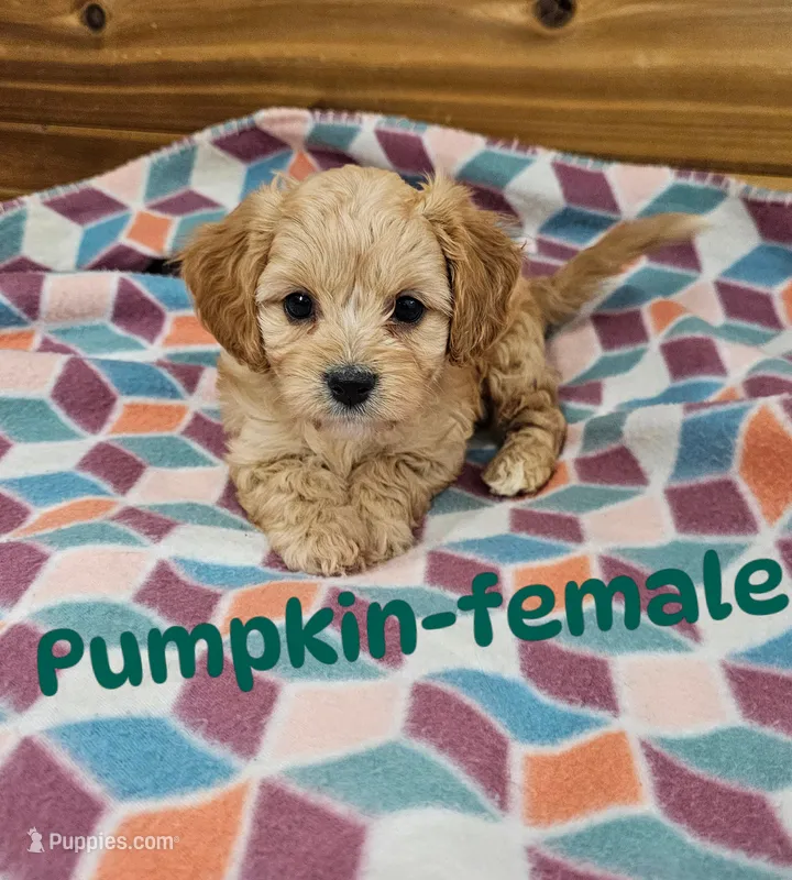 Pumpkin – Cavachon puppy for sale in Rock Valley, IA