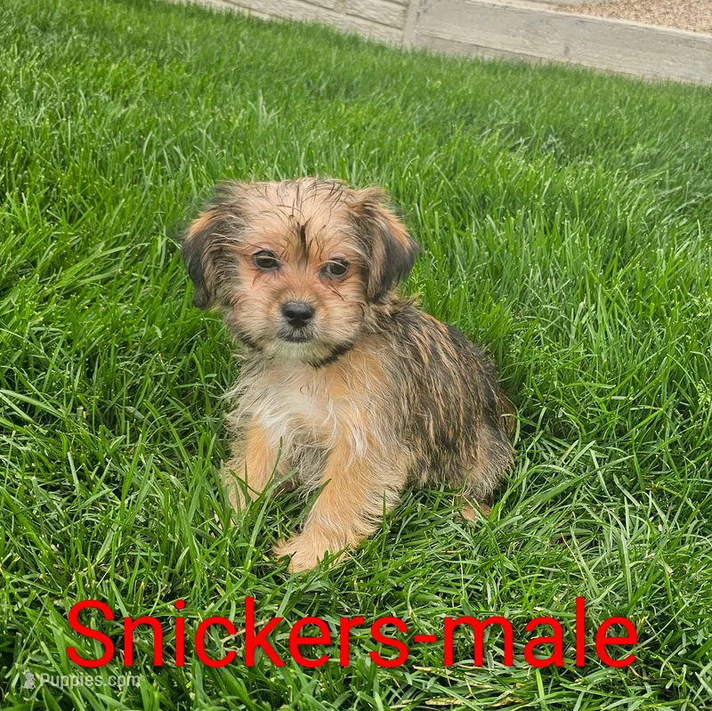Snickers – Shorkie puppy for sale in Rock Valley, IA