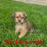 Snickers, a male Shorkie for sale in Rock Valley, IA – 1 of 5