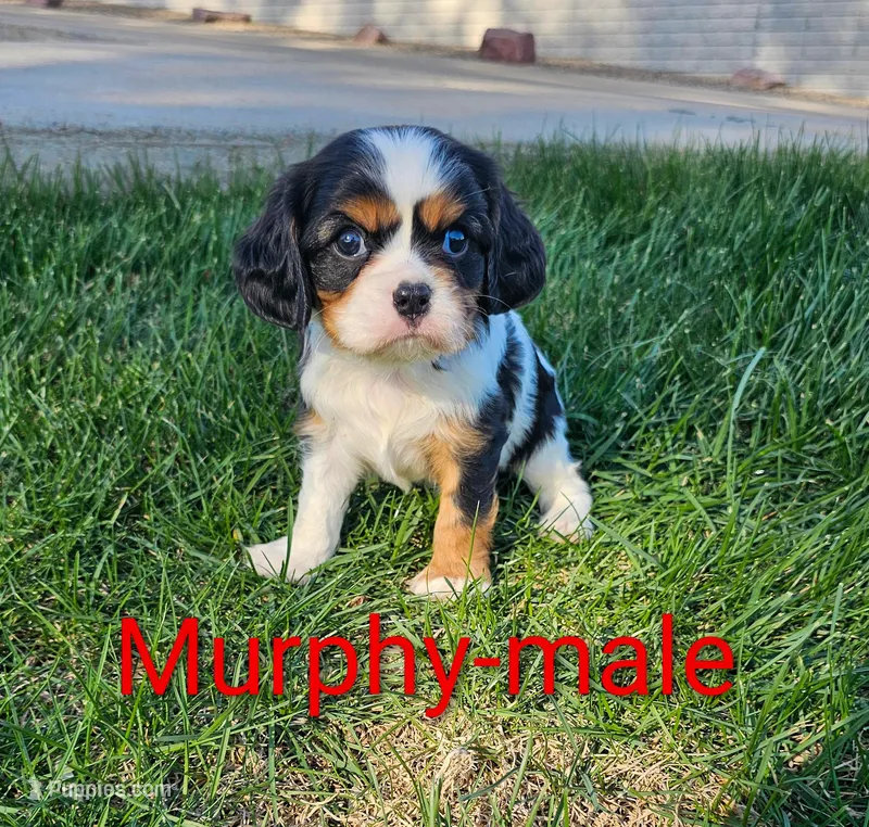 Murphy – Cavalier King Charles Spaniel puppy for sale in Rock Valley, IA