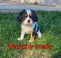 Murphy, a male Cavalier King Charles Spaniel for sale in Rock Valley, IA – 2 of 4