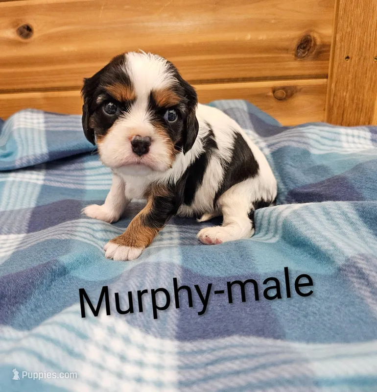 Murphy – Cavalier King Charles Spaniel puppy for sale in Rock Valley, IA