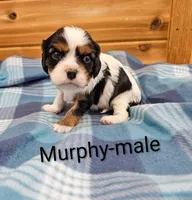 Murphy, a male Cavalier King Charles Spaniel for sale in Rock Valley, IA – 3 of 4