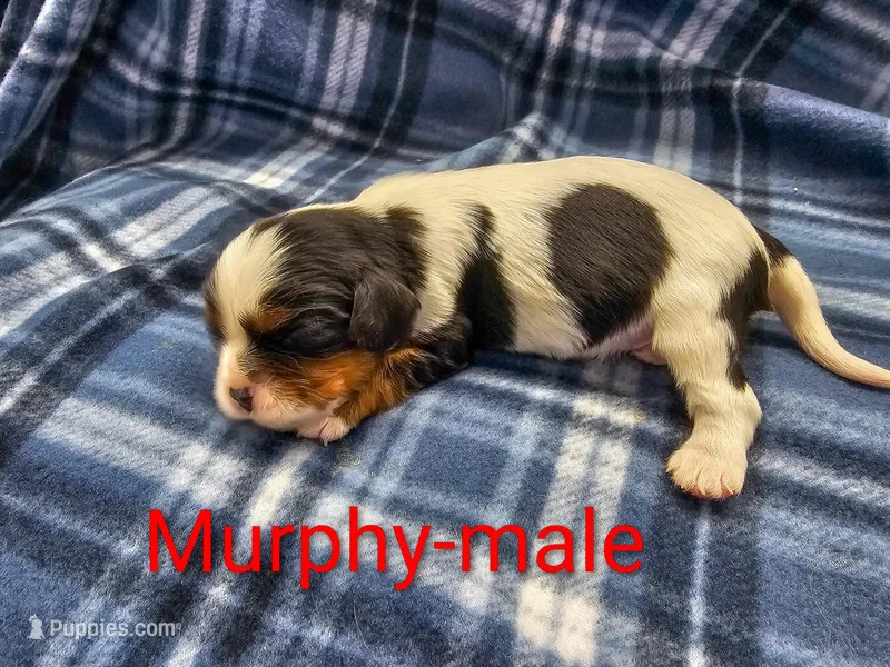 Murphy – Cavalier King Charles Spaniel puppy for sale in Rock Valley, IA