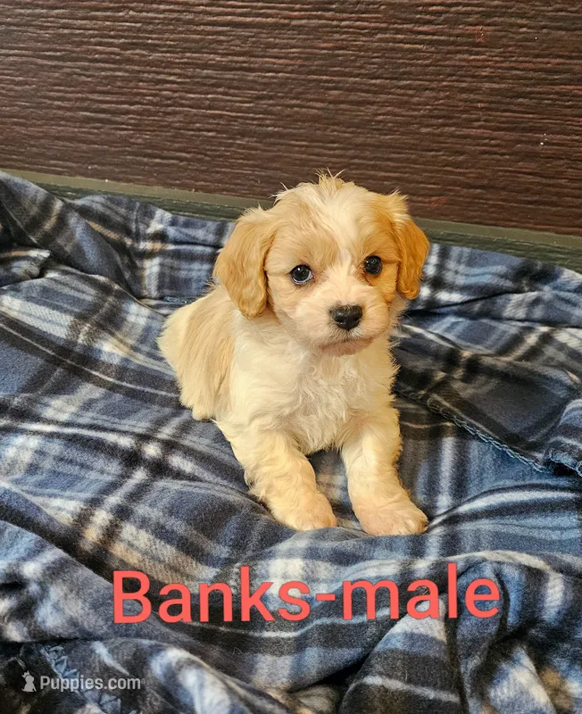Banks – Cavachon puppy for sale in Rock Valley, IA