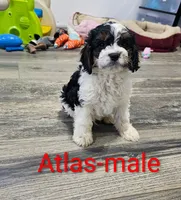 Atlas , a male Cavapoo for sale in Rock Valley, IA – 2 of 4