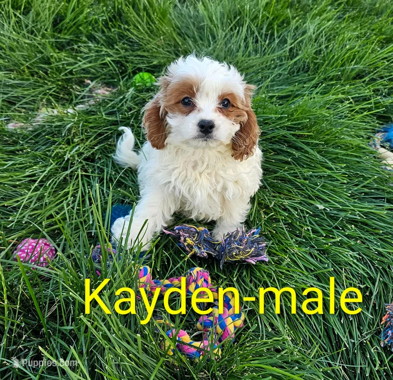Kayden – Cavapoo puppy for sale in Rock Valley, IA