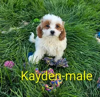 Kayden, a male Cavapoo for sale in Rock Valley, IA – 1 of 4