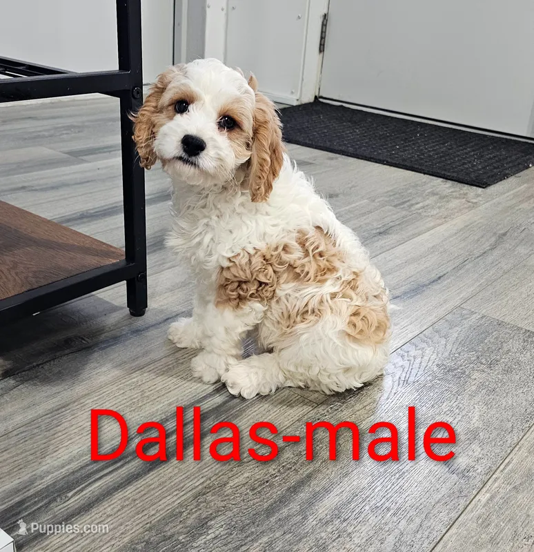 Dallas – Cavapoo puppy for sale in Rock Valley, IA