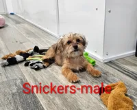 Snickers, a male Shorkie for sale in Rock Valley, IA – 3 of 9