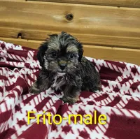 Frito, a male Shorkie for sale in Rock Valley, IA – 4 of 5