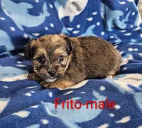 Frito, a male Shorkie for sale in Rock Valley, IA – 5 of 5