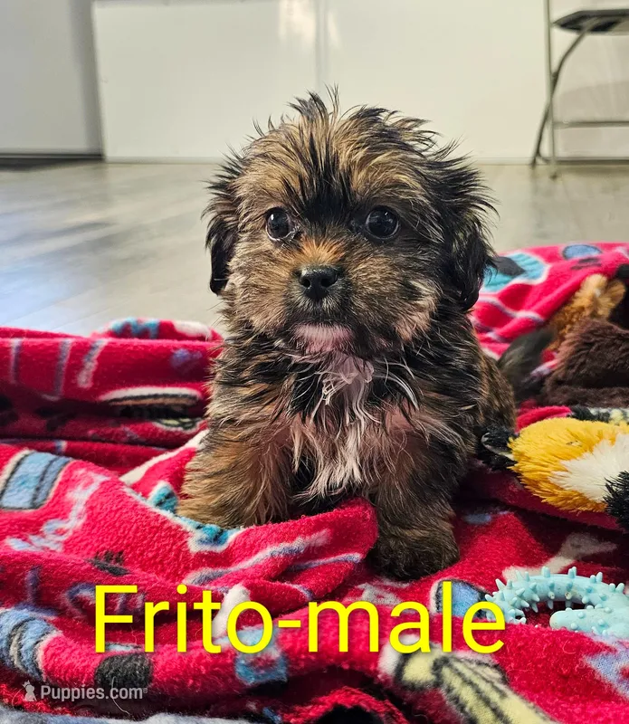 Frito – Shorkie puppy for sale in Rock Valley, IA