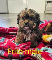 Frito, a male Shorkie for sale in Rock Valley, IA – 3 of 5