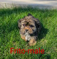 Frito, a male Shorkie for sale in Rock Valley, IA – 2 of 5