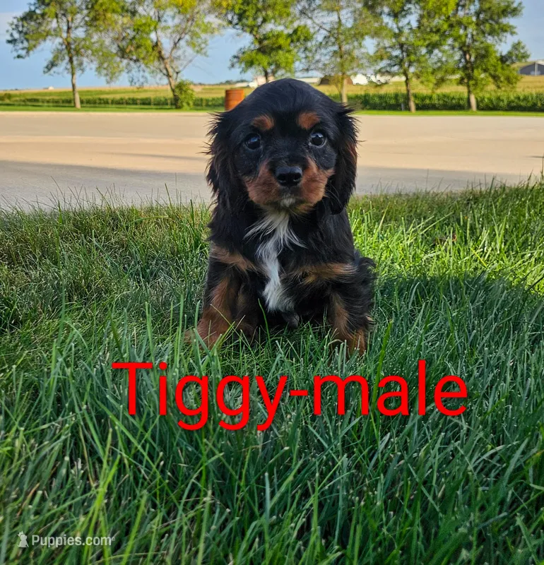 Tiggy – Cavalier King Charles Spaniel puppy for sale in Rock Valley, IA