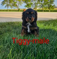 Tiggy, a male Cavalier King Charles Spaniel for sale in Rock Valley, IA – 2 of 5