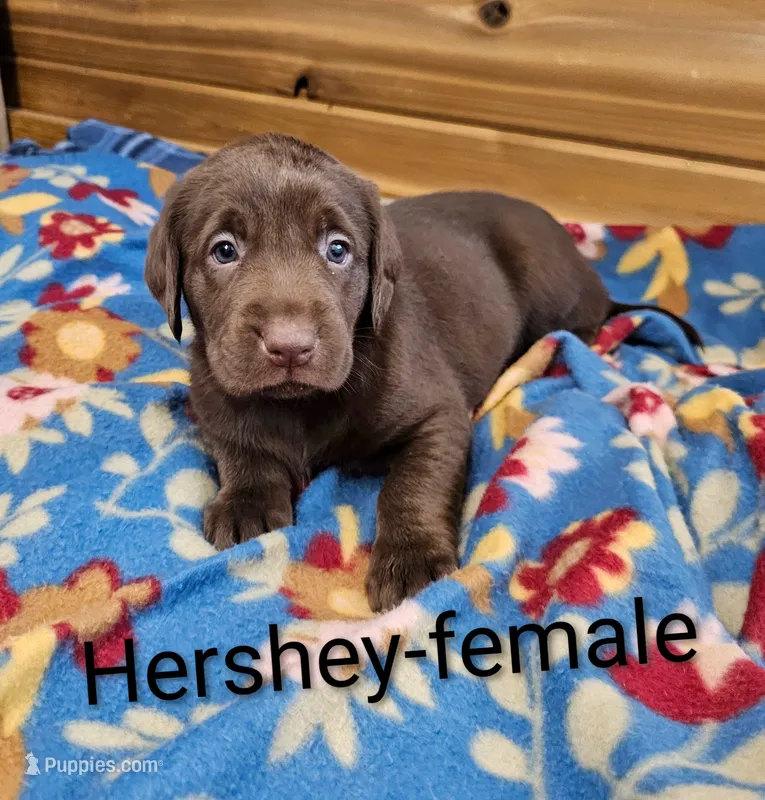 Hershey  – Labrador Retriever puppy for sale in Rock Valley, IA