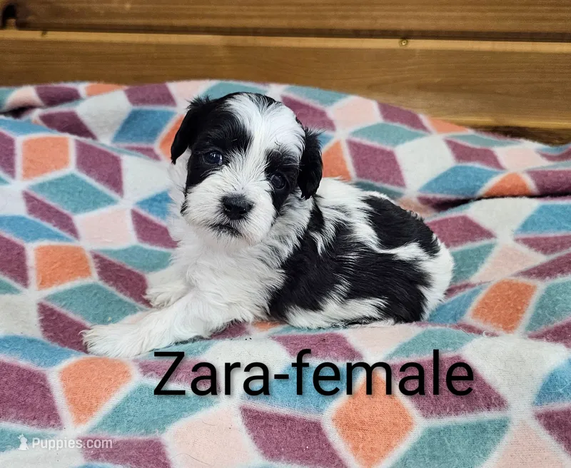 Zara – Shihpoo puppy for sale in Rock Valley, IA