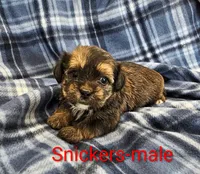 Snickers, a male Shorkie for sale in Rock Valley, IA – 5 of 5