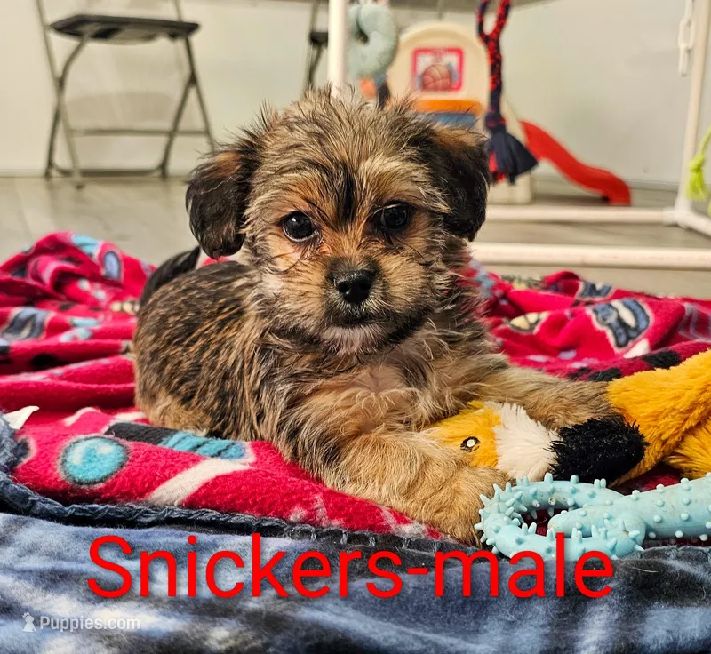Snickers – Shorkie puppy for sale in Rock Valley, IA