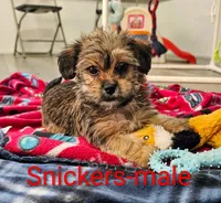 Snickers, a male Shorkie for sale in Rock Valley, IA – 3 of 5