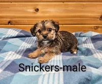 Snickers, a male Shorkie for sale in Rock Valley, IA – 4 of 5