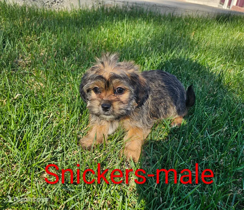 Snickers – Shorkie puppy for sale in Rock Valley, IA
